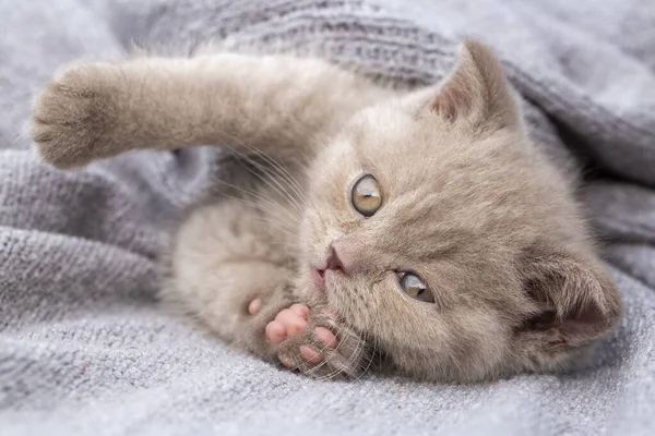 Zwierzęta Domowe Brytyjski Kotek — Zdjęcie stockowe