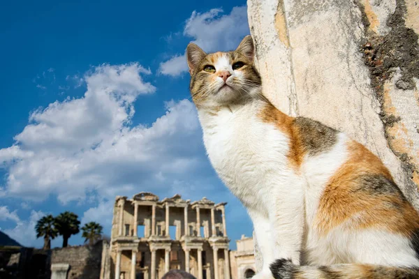 Turquía Izmir Efeso Antigua Ciudad Gato — Foto de Stock