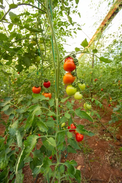 Czerwone Pomidory Szklarni — Zdjęcie stockowe