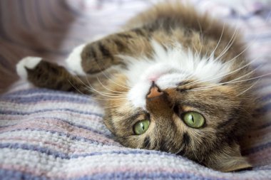 Yeşil gözlü güzel bir kedi.