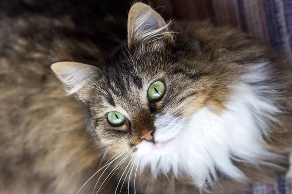 Hermoso Gato Con Verde Ojos — Foto de Stock