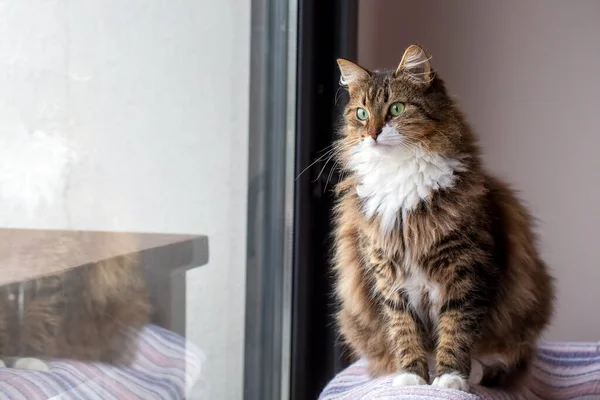 Hermoso Gato Con Verde Ojos —  Fotos de Stock