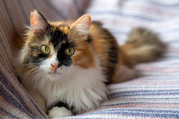 有一双绿眼睛的漂亮猫 — 图库照片