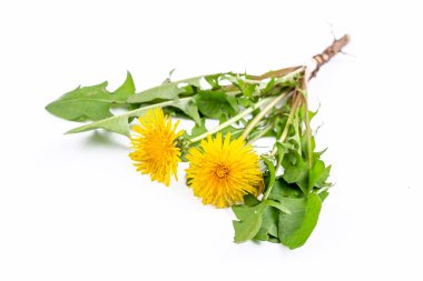 Sarı karahindiba çiçeği, kapat manzarayı.