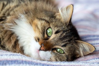 Şirin bir kedinin portresi, yakından bak.