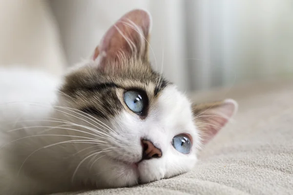 Blauäugige Katze — Stockfoto