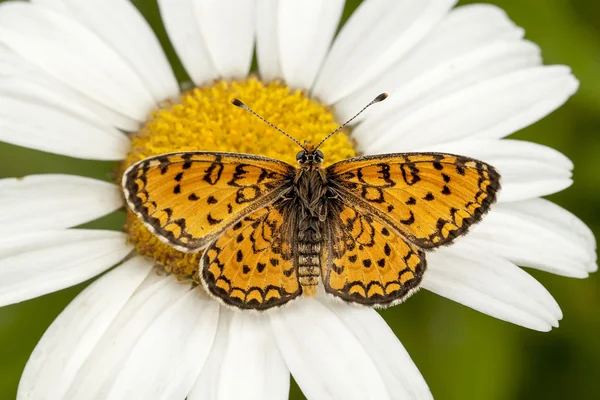 Mariposa. — Foto de Stock