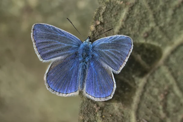 Borboleta — Fotografia de Stock