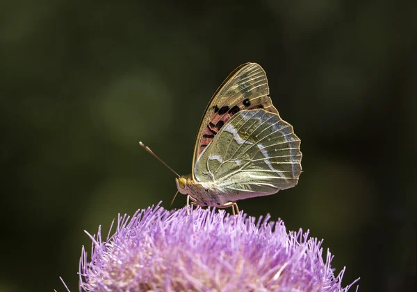 Motyl — Zdjęcie stockowe