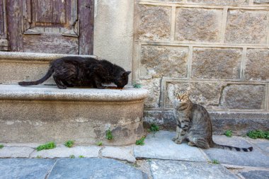 Street cats fed on the street are lonely and homeless