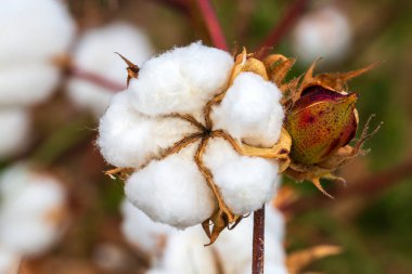 Pamuk tarlaları hasat ve tarıma hazır.