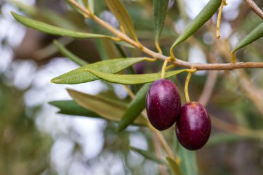 zeytin ağaçları kırsal koruda. Kalamata, messinia, Yunanistan