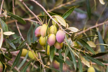 zeytin ağaçları kırsal koruda. Kalamata, messinia, Yunanistan