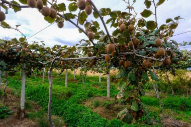 Kivi toplama mevsimi. Kivi ağacının üzerinde büyük meyve kümeleriyle Kivi.. 