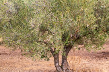 zeytin ağaçları kırsal koruda. Kalamata, messinia, Yunanistan