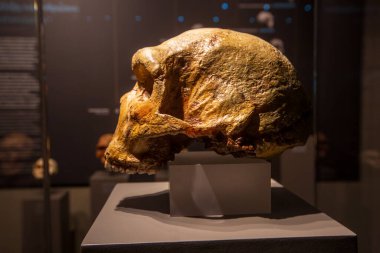 Petralona mağarası - Yunanistan, 29 Eylül 2025, Sarkıtlar ve dikitler ile Antik Karst mağarası, Cenote tavanı ve kireç taşı süslemesi.