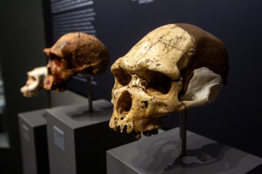 Petralona mağarası - Yunanistan, 29 Eylül 2025, Sarkıtlar ve dikitler ile Antik Karst mağarası, Cenote tavanı ve kireç taşı süslemesi.