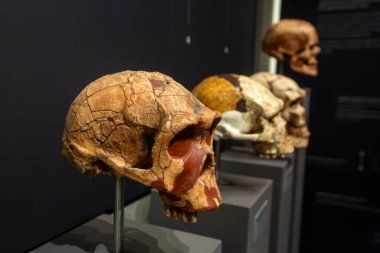 Petralona mağarası - Yunanistan, 29 Eylül 2025, Sarkıtlar ve dikitler ile Antik Karst mağarası, Cenote tavanı ve kireç taşı süslemesi.