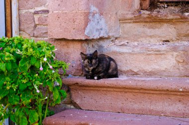 Zavallı, evsiz sokak kedisi. Ayvalik - Türkiye 00