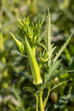 Bamya bitkisi ya da tarım bahçelerinde Lady 's Finger sebze ağaçları.