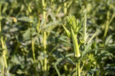 Bamya bitkisi ya da tarım bahçelerinde Lady 's Finger sebze ağaçları.