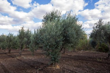 Hasattan önce zeytin ağacında yeşil zeytin.