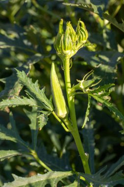 Bamya bitkisi ya da tarım bahçelerinde Lady 's Finger sebze ağaçları.