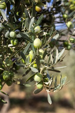 Hasattan önce zeytin ağacında yeşil zeytin.