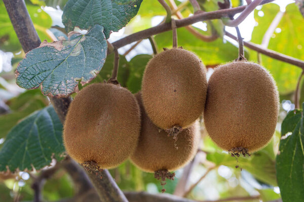 Сезон сбора киви. Киви на плантации киви с огромными кластерами фруктов. 