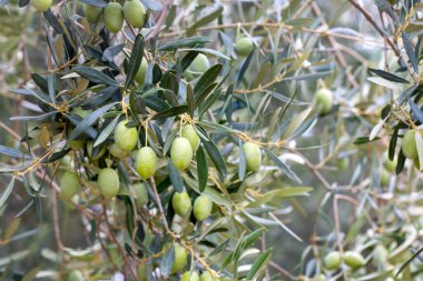 Hasattan önce zeytin ağacında yeşil zeytin.