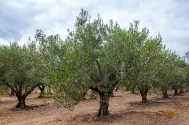 Hasattan önce zeytin ağacında yeşil zeytin.