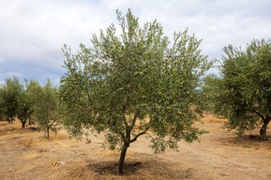 Hasattan önce zeytin ağacında yeşil zeytin.