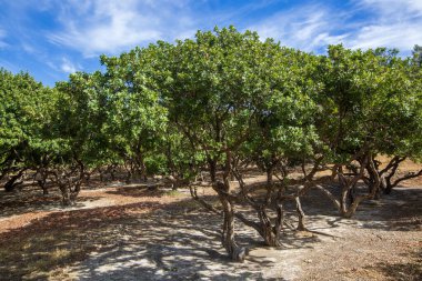 Mastic tree with mastic tears in Chios island, Greece.