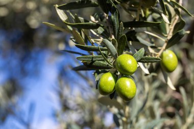 Hasattan önce zeytin ağacında yeşil zeytin.