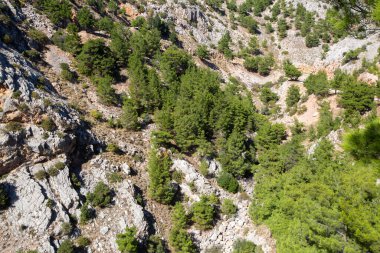 Kayalık bölgede çam ağaçları