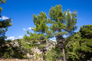 Kayalık bölgede çam ağaçları