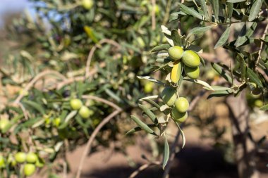Hasattan önce zeytin ağacında yeşil zeytin.