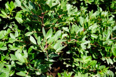Mastic tree with mastic tears in Chios island, Greece.