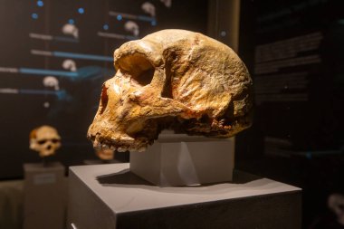 Petralona mağarası - Yunanistan, 29 Eylül 2025, Sarkıtlar ve dikitler ile Antik Karst mağarası, Cenote tavanı ve kireç taşı süslemesi.