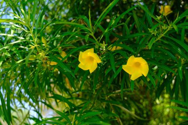 Thevetia Peruviana 'nın Çiçekleri Yazın Açar