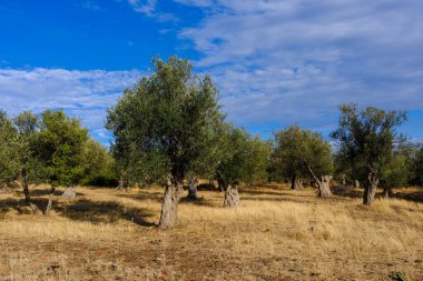 Bahçede yeşil dalları olan zeytin ağacı.