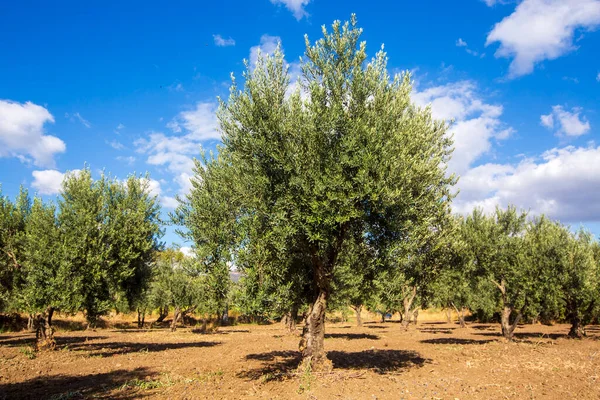 Mastic tree with mastic tears in Chios island, Greece.