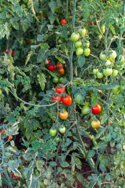 Türkiye Antalya tarımı, domates serası, domates tarlası