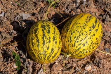 Olgun Kirkagac Kavunları Tarlada Hasat İçin Hazır