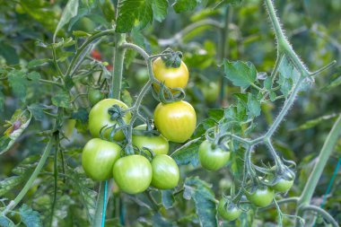 Türkiye Antalya tarımı, domates serası, domates tarlası