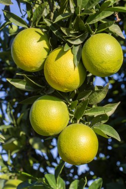 Ağaç dallarında olgun portakallarla portakal bahçesi. 