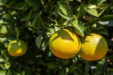 Ağaç dallarında olgun portakallarla portakal bahçesi. 