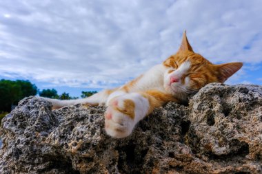 Antalya 'da taş üstünde turuncu sokak kedisi