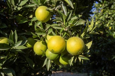 Ağaç dallarında olgun portakallarla portakal bahçesi. 