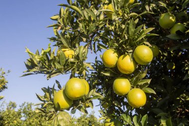 Ağaç dallarında olgun portakallarla portakal bahçesi. 